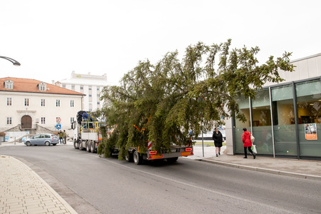 praznična smreka _ 2025 (3)